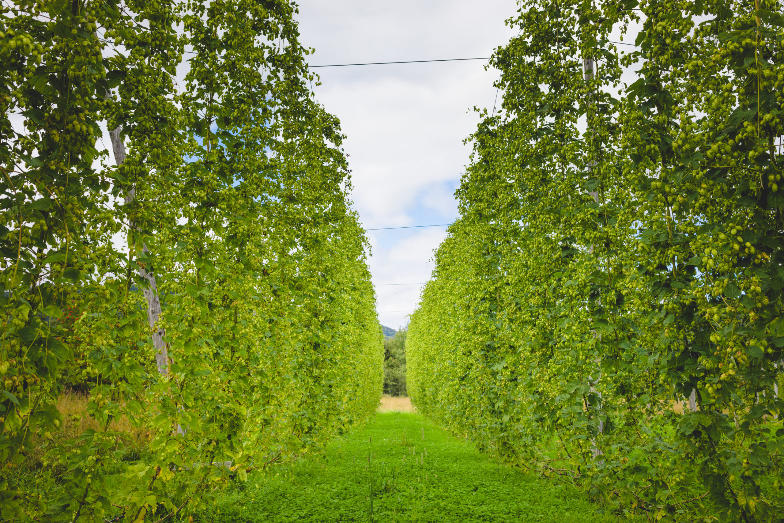 View to green hop field with tied plants prepared for harvesting.